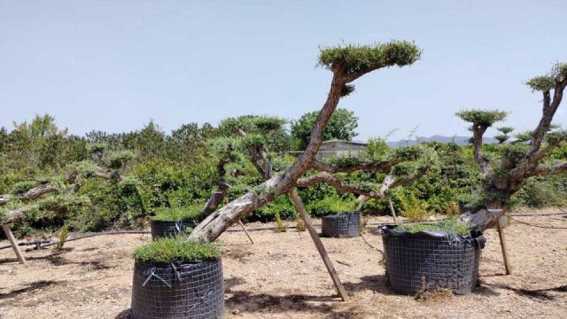 OLEA EUROPAEA-PP TUMBADO 80/100 - HT 220/280