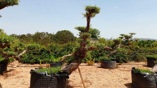 OLEA EUROPAEA-PP TUMBADO 80/100 - HT 220/280