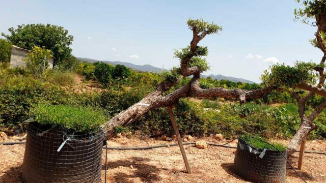 OLEA EUROPAEA-PP TUMBADO 80/100 - HT 220/280