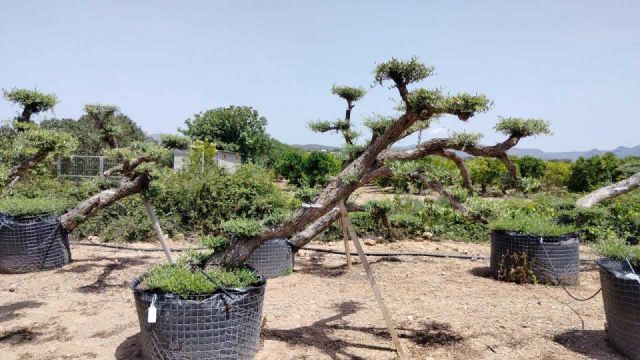 OLEA EUROPAEA-PP TUMBADO 80/100 - HT 220/280