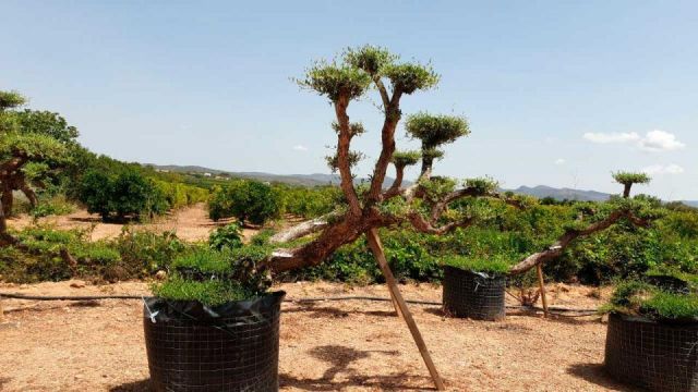 OLEA EUROPAEA-PP TUMBADO 80/100 - HT 220/280