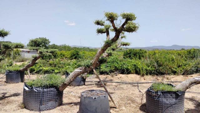 OLEA EUROPAEA-PP TUMBADO 80/100 - HT 220/280