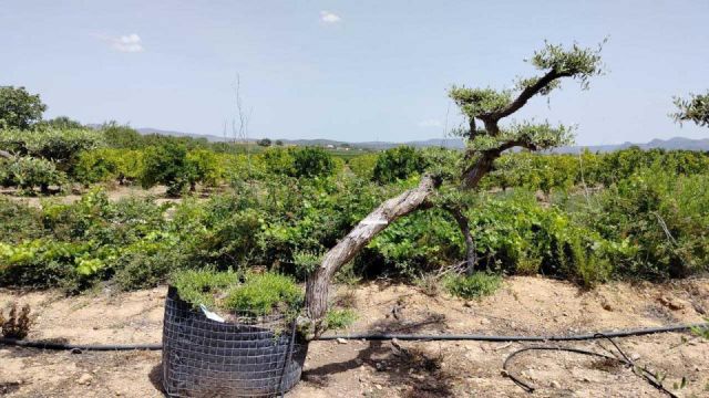 OLEA EUROPAEA-PP TUMBADO 80/100 - HT 220/280