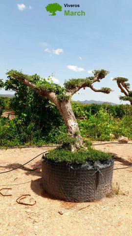 OLEA EUROPAEA-PP TUMBADO 80/100 - HT 220/280