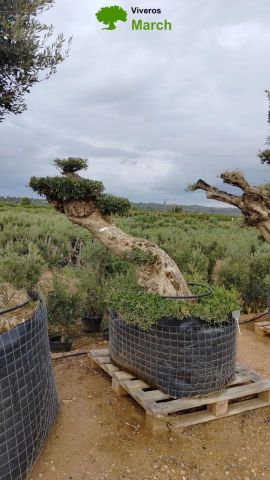 OLEA EUROPAEA-PP TUMBADO 80/100 - HT 220/280
