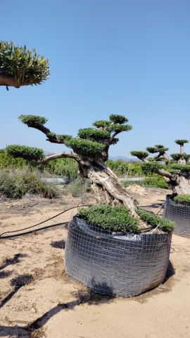 OLEA EUROPAEA BONSAI PONPON TUMBADO REF 01 HT200/+
