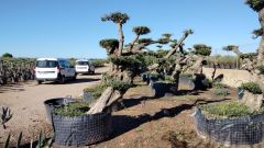 OLEA EUROPAEA BONSAI PONPON TUMBADO REF 01 HT200/+