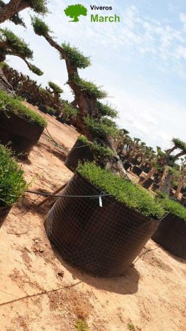 OLEA EUROPAEA-PP TUMBADO REF 01 HT240/290