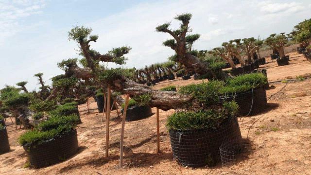 OLEA EUROPAEA-PP TUMBADO REF 01 HT240/290