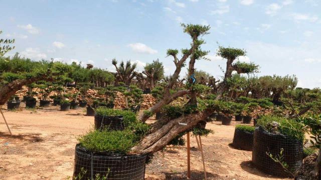 OLEA EUROPAEA-PP TUMBADO REF 01 HT240/290