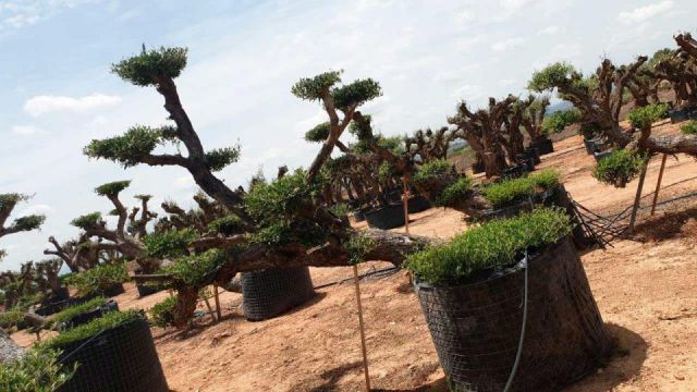 OLEA EUROPAEA-PP TUMBADO REF 01 HT240/290
