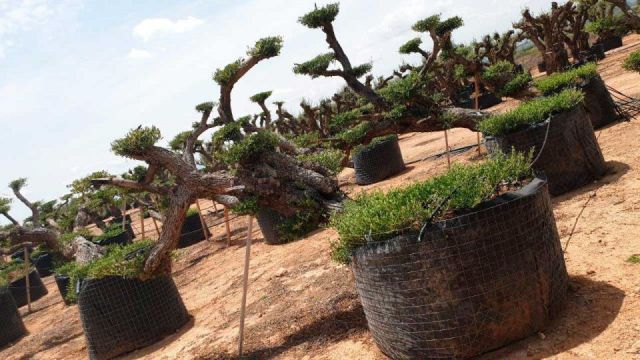OLEA EUROPAEA-PP TUMBADO REF 01 HT240/290