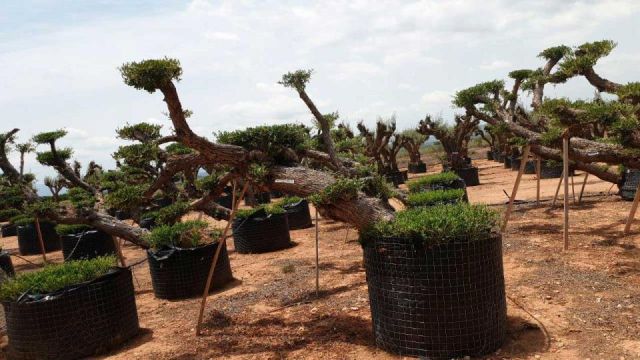OLEA EUROPAEA-PP TUMBADO REF 01 HT240/290