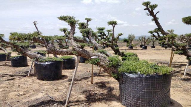 OLEA EUROPAEA-PP TUMBADO REF 01 HT240/290