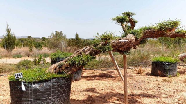 OLEA EUROPAEA-PP TUMBADO REF 01 HT240/290