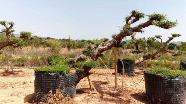 OLEA EUROPAEA-PP TUMBADO REF 01 HT240/290