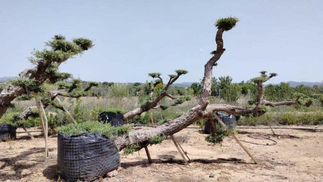 OLEA EUROPAEA-PP TUMBADO REF 01 HT240/290