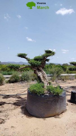 OLEA EUROPAEA-PP TUMBADO REF 01 HT240/290