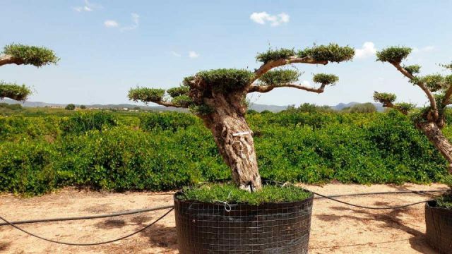 OLEA EUROPAEA-PP TUMBADO REF 01 HT240/290