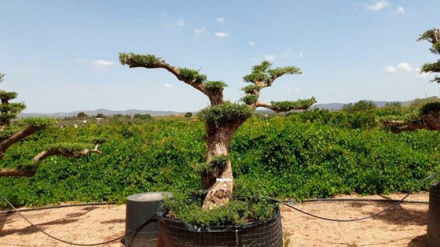 OLEA EUROPAEA-PP TUMBADO REF 01 HT240/290