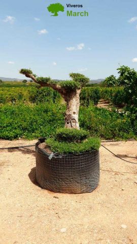 OLEA EUROPAEA-PP TUMBADO REF 01 HT240/290