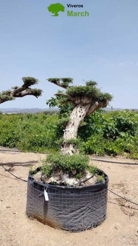 OLEA EUROPAEA-PP TUMBADO REF 01 HT240/290