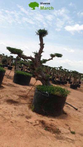 OLEA EUROPAEA-PP TUMBADO REF 02 HT240/290