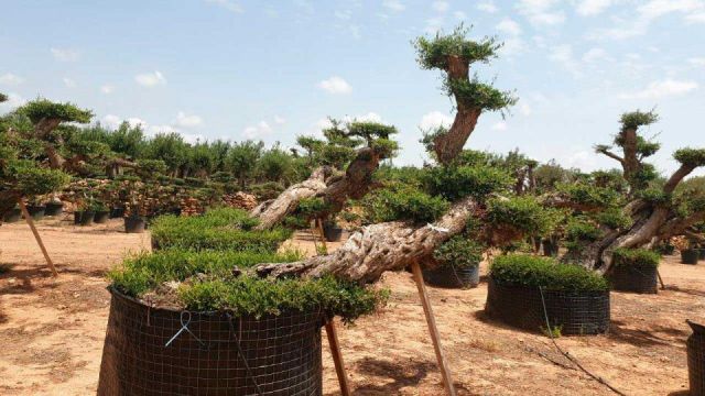 OLEA EUROPAEA-PP TUMBADO REF 02 HT240/290