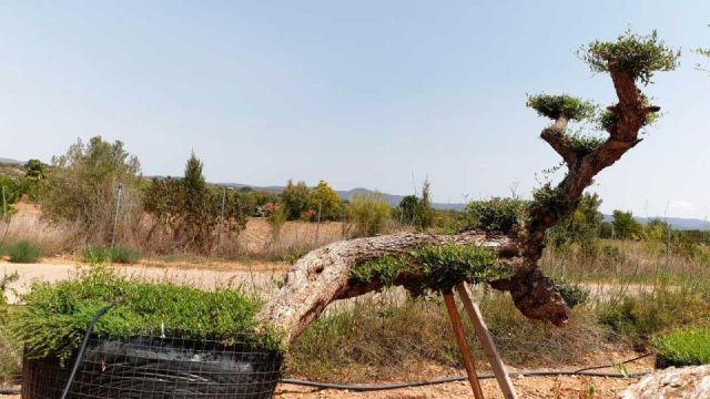 OLEA EUROPAEA-PP TUMBADO REF 02 HT240/290