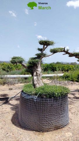 OLEA EUROPAEA-PP TUMBADO REF 02 HT240/290