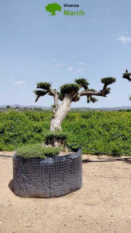 OLEA EUROPAEA-PP TUMBADO REF 02 HT240/290
