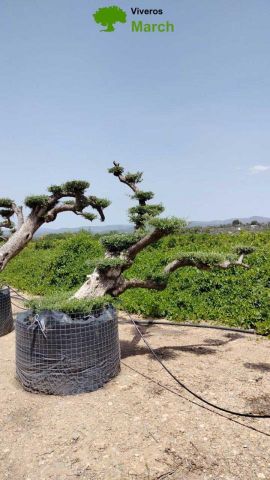 OLEA EUROPAEA-PP TUMBADO REF 02 HT240/290