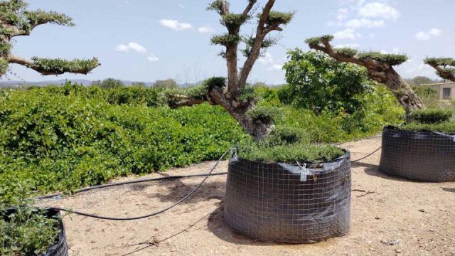 OLEA EUROPAEA-PP TUMBADO REF 02 HT240/290