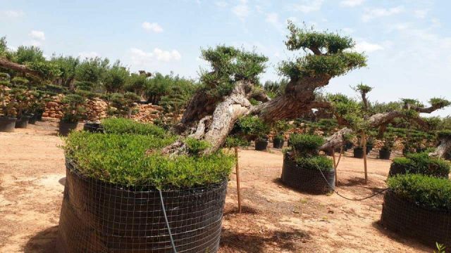 OLEA EUROPAEA BONSAI PON PON TUMBADO REF 03