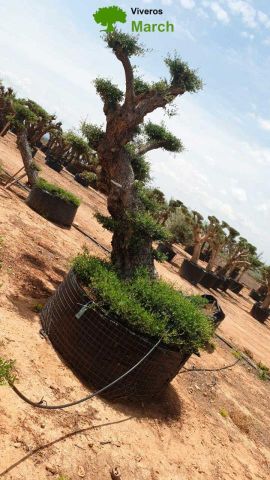 OLEA EUROPAEA BONSAI PON PON TUMBADO REF 03