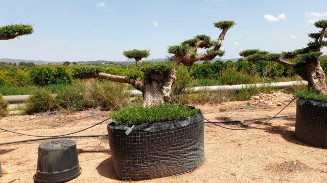 OLEA EUROPAEA BONSAI PON PON TUMBADO REF 03