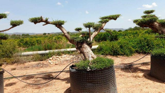 OLEA EUROPAEA BONSAI PON PON TUMBADO REF 03