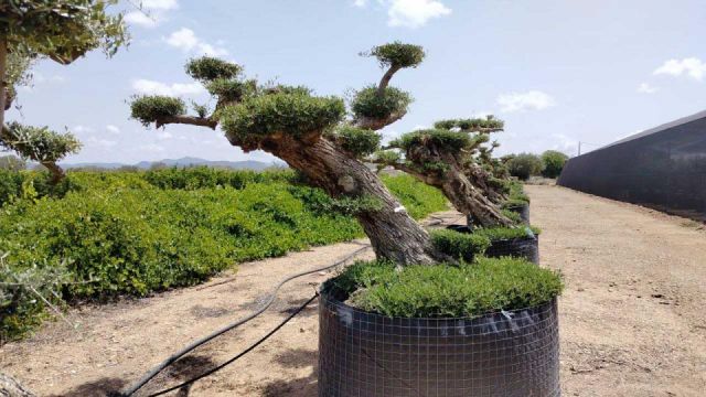 OLEA EUROPAEA BONSAI PON PON TUMBADO REF 03