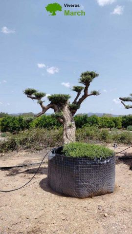 OLEA EUROPAEA BONSAI PON PON TUMBADO REF 03