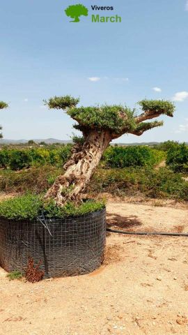 OLEA EUROPAEA BONSAI PON PON TUMBADO REF 03