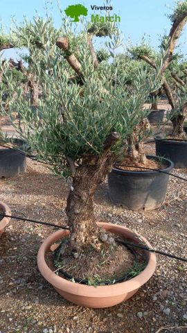 OLEA EUROPAEA-BONSAI 50/60 HT170/220 TERRINA