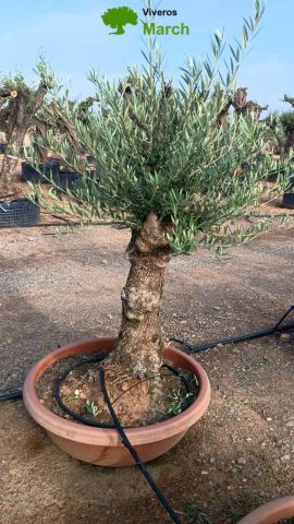 OLEA EUROPAEA-BONSAI 50/60 HT170/220 TERRINA