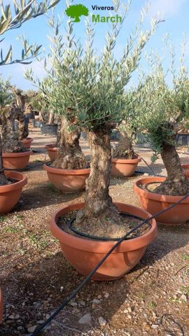 OLEA EUROPAEA-BONSAI 50/60 HT170/220 TERRINA