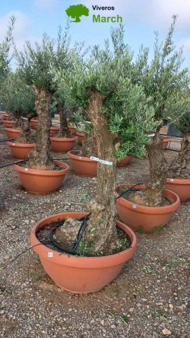 OLEA EUROPAEA-BONSAI 50/60 HT170/220 TERRINA