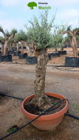 OLEA EUROPAEA-BONSAI 50/60 HT170/220 TERRINA