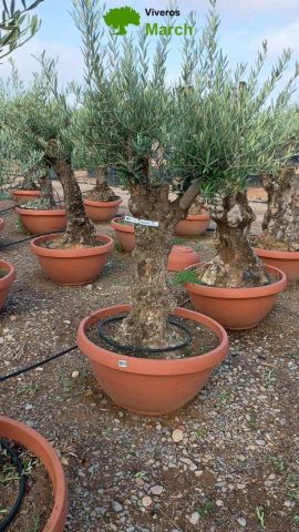 OLEA EUROPAEA-BONSAI 50/60 HT170/220 TERRINA