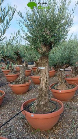 OLEA EUROPAEA-BONSAI 50/60 HT170/220 TERRINA
