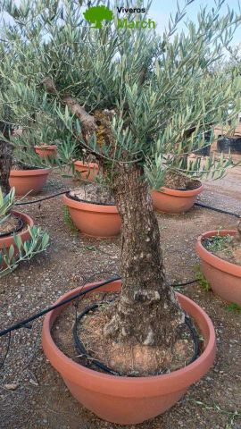 OLEA EUROPAEA-BONSAI 50/60 HT170/220 TERRINA