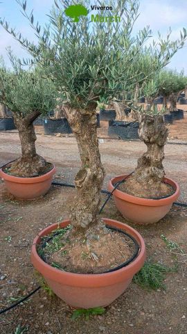 OLEA EUROPAEA-BONSAI 50/60 HT170/220 TERRINA