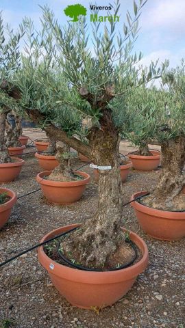 OLEA EUROPAEA-BONSAI 50/60 HT170/220 TERRINA